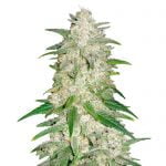 Fast Buds - Gelato Automatic (5 Samen Packung)