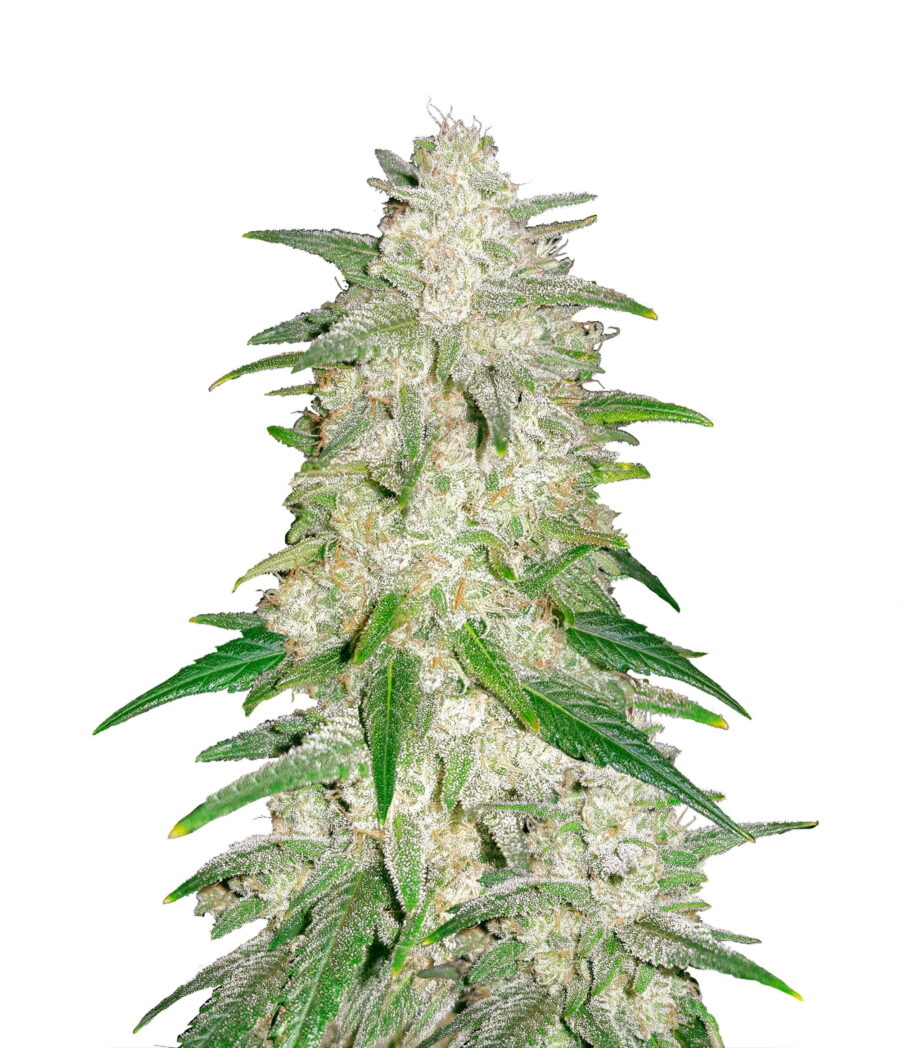 Fast Buds - Gelato Automatic (3 Samen Packung)