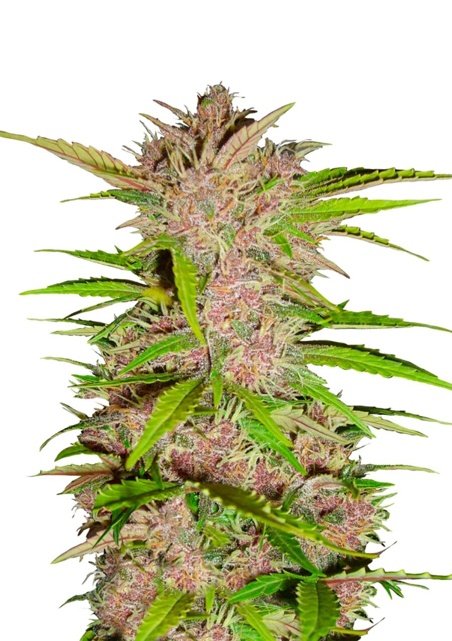 Fast Buds - Fastberry Automatic (3 Samen Packung)