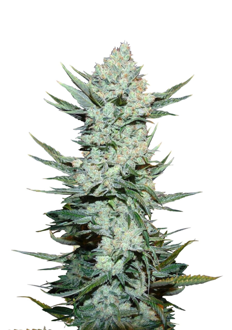 Fast Buds - Tangie'Matic (5 Samen Packung)