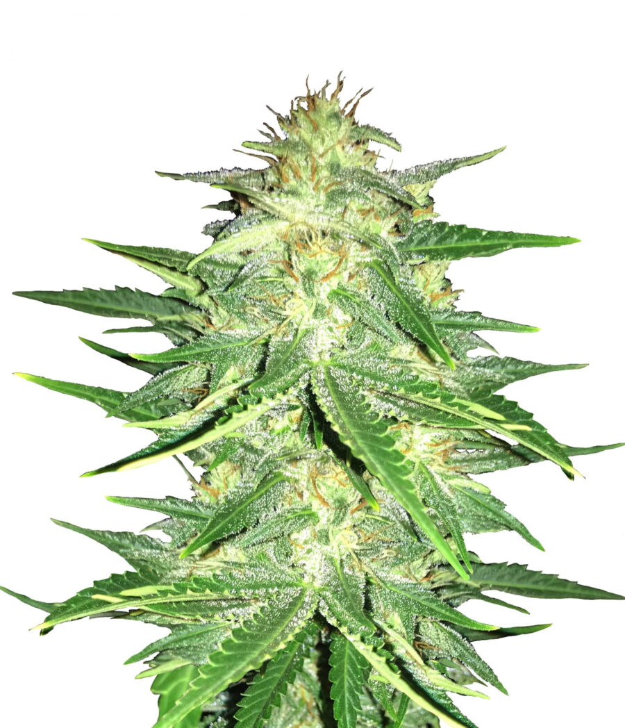 Fast Buds - Lemon AK Automatic (5 Samen Packung)