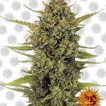 Barney's Farm Acapulco Gold (5 Samen Packung)