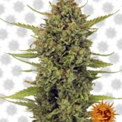 Barney's Farm Acapulco Gold (3 Samen Packung)