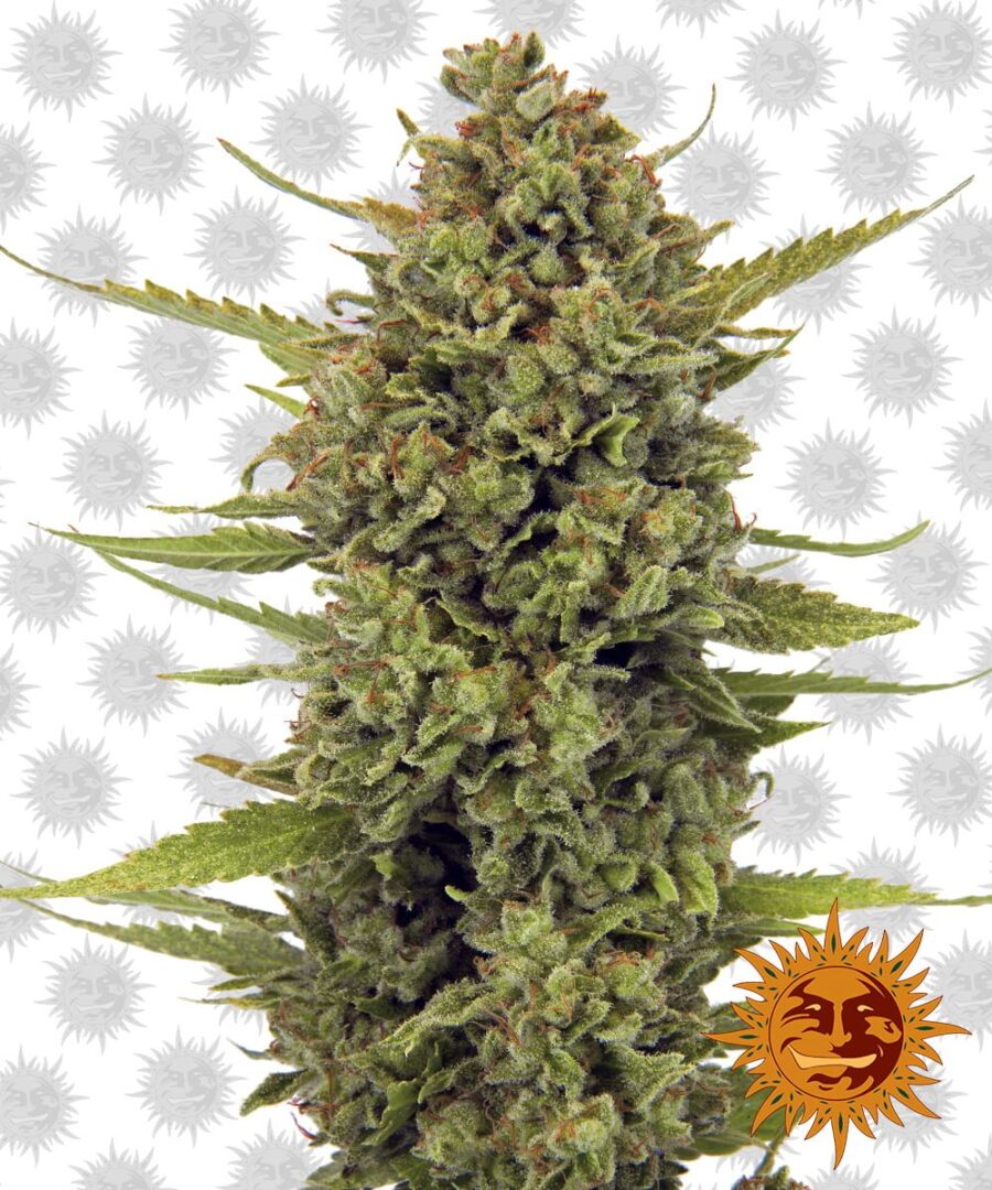 Barney's Farm Acapulco Gold (5 Samen Packung)