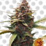 Barney's Farm Ayahuasca Purple (3 Samen Packung)