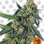 Barney's Farm Cookies Kush (5 Samen Packung)