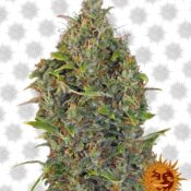 Barney's Farm Critical Kush Auto (3 Samen Packung)