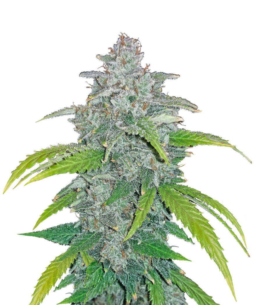 Fast Buds - Blue Dream 'Matic (3 Samen Packung)