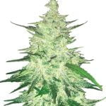 Fast Buds - CBD Crack Automatic (3 Samen Packung)