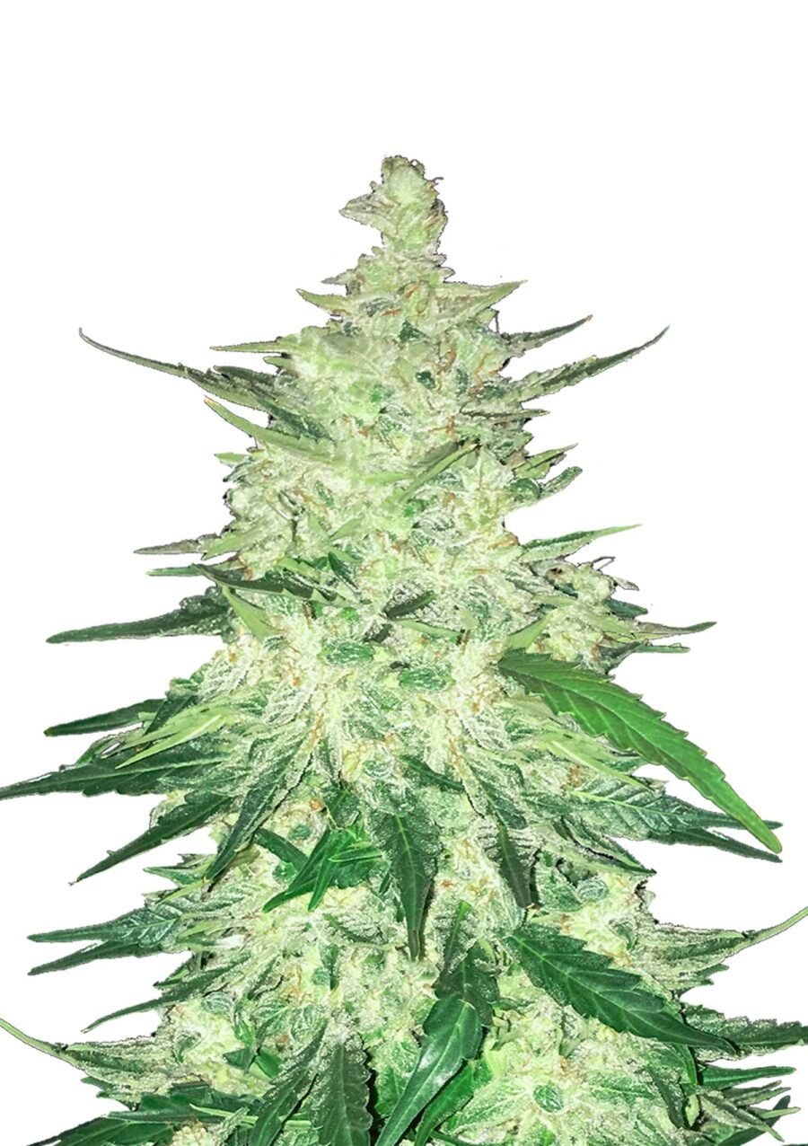 Fast Buds - CBD Crack Automatic (3 Samen Packung)