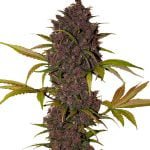 Fast Buds - LSD-25 Automatic (5 Samen Packung)