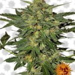 Barney's Farm LSD (5 Samen Packung)