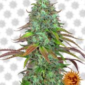 Barney's Farm LSD Automatic (5 Samen Packung)