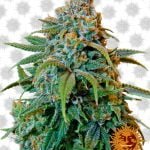 Barney's Farm Liberty Haze (5 Samen Packung)