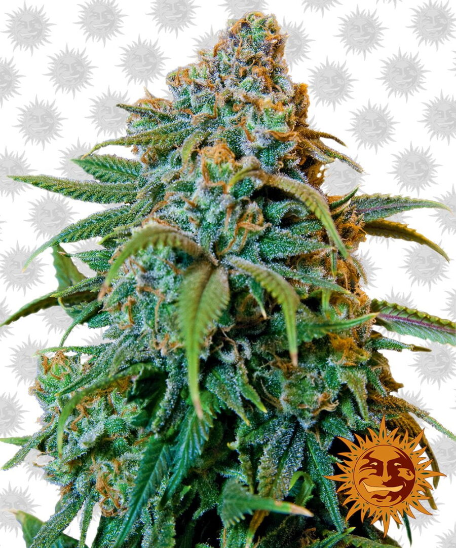 Barney's Farm Liberty Haze (3 Samen Packung)