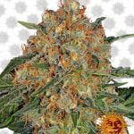 Barney's Farm Orange Sherbert (3 Samen Packung)