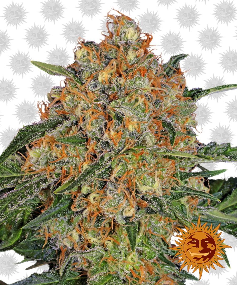 Barney's Farm Orange Sherbert (3 Samen Packung)