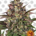 Barney's Farm Peyote Critical (3 Samen Packung)