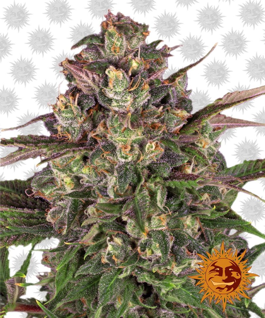 Barney's Farm Peyote Critical (3 Samen Packung)