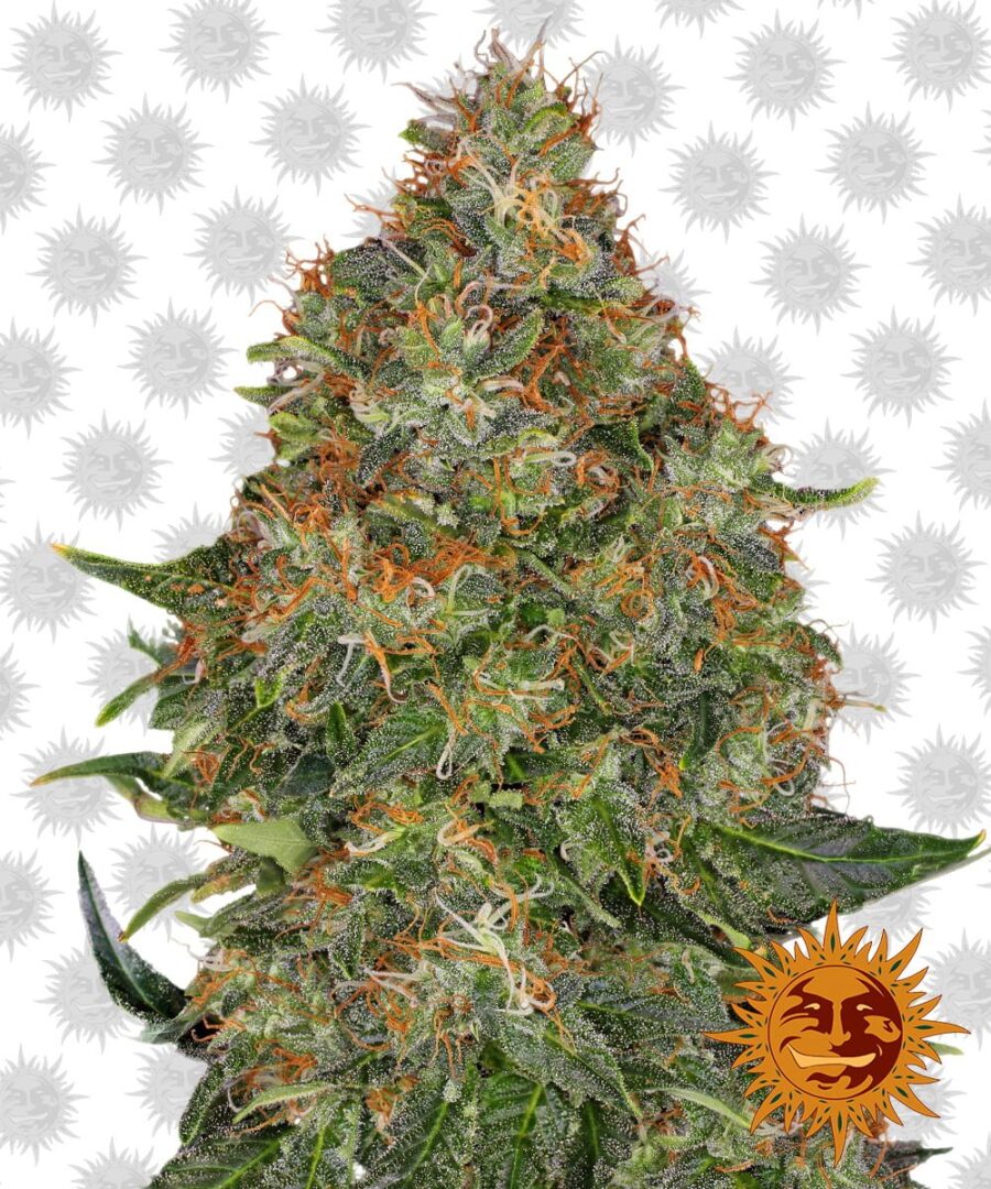 Barney's Farm Pineapple Express Auto (3 Samen Packung)