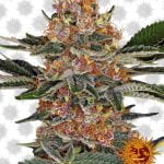 Barney's Farm Purple Punch (5 Samen Packung)