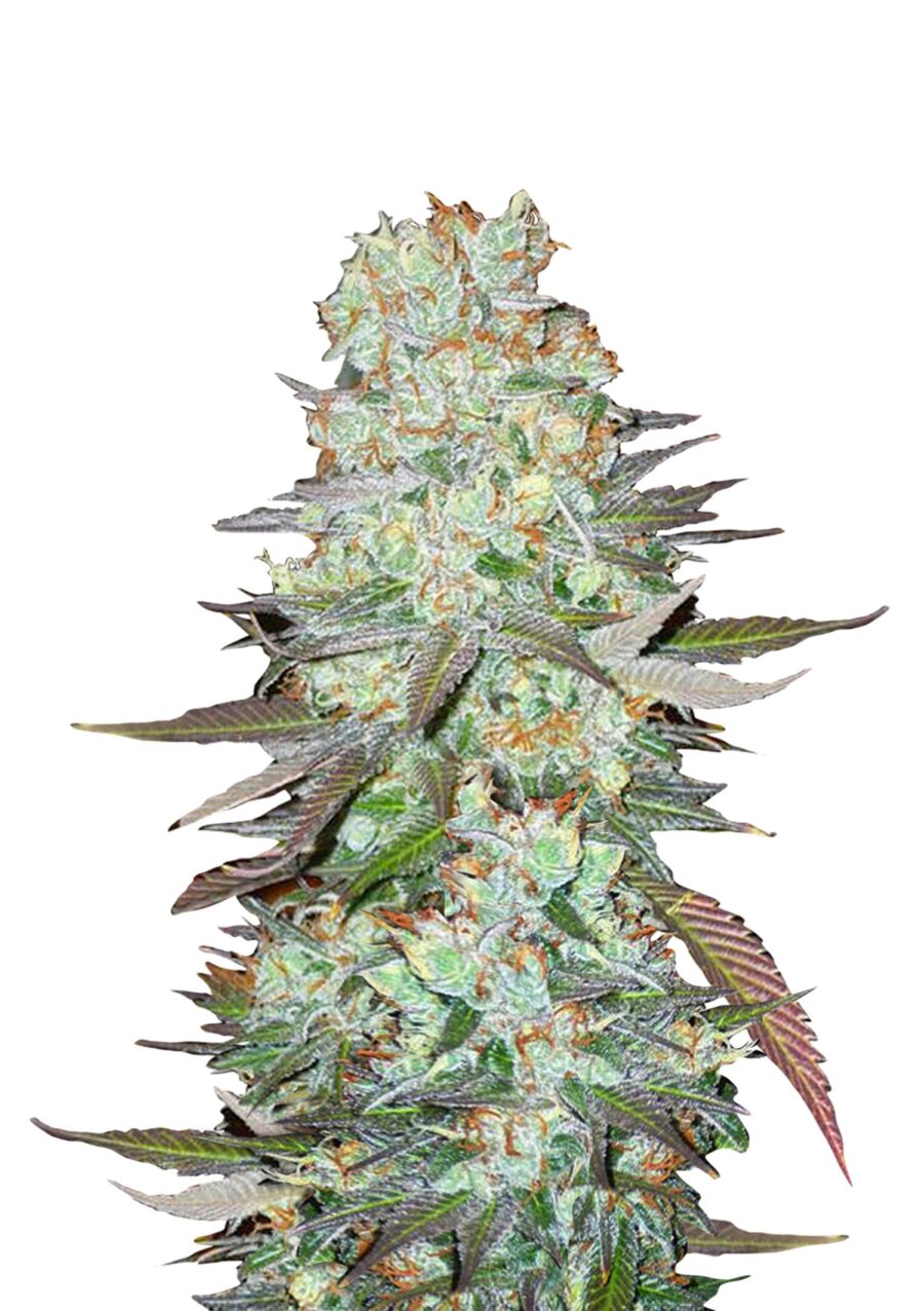 Fast Buds - G14 Automatic (3 Samen Packung)