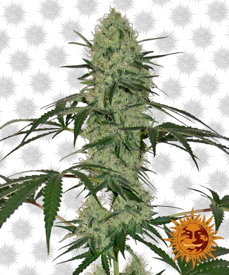 Barney's Farm Tangerine Dream Auto (3 Samen Packung)