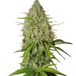 Fast Buds - Grapefruit Automatic seeds (5 Samen Packung)