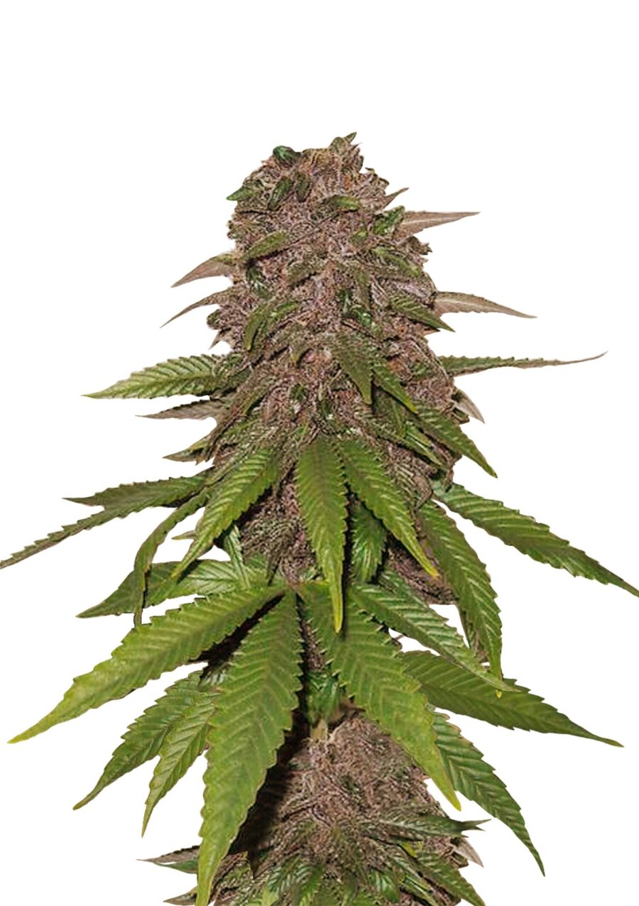 Fast Buds - C4 Automatic (3 Samen Packung)