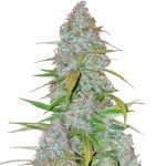 Fast Buds - Californian Snow (3 Samen Packung)