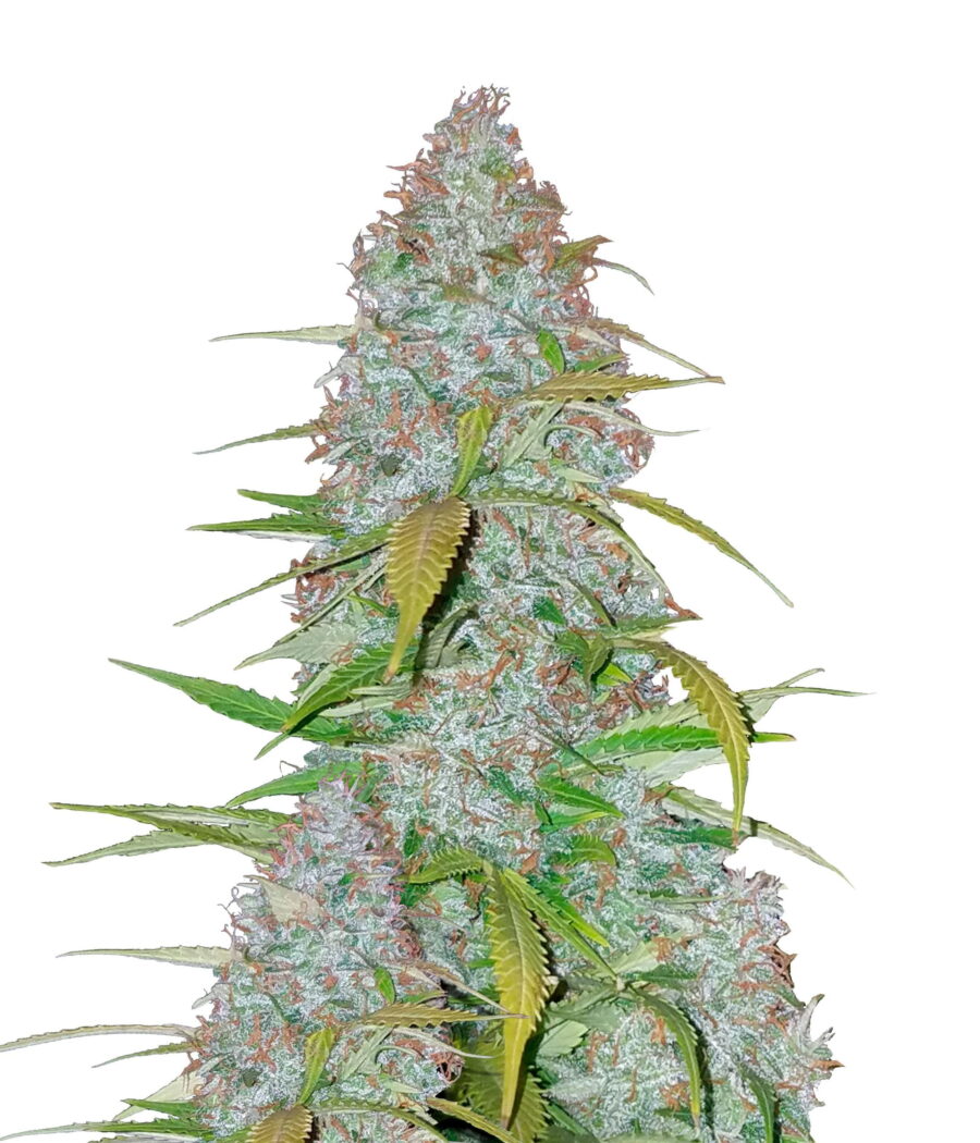 Fast Buds - Californian Snow (5 Samen Packung)