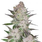 Fast Buds - Cream Cookies (5 Samen Packung)