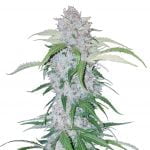 Fast Buds - Six Shooter Automatic (5 Samen Packung)