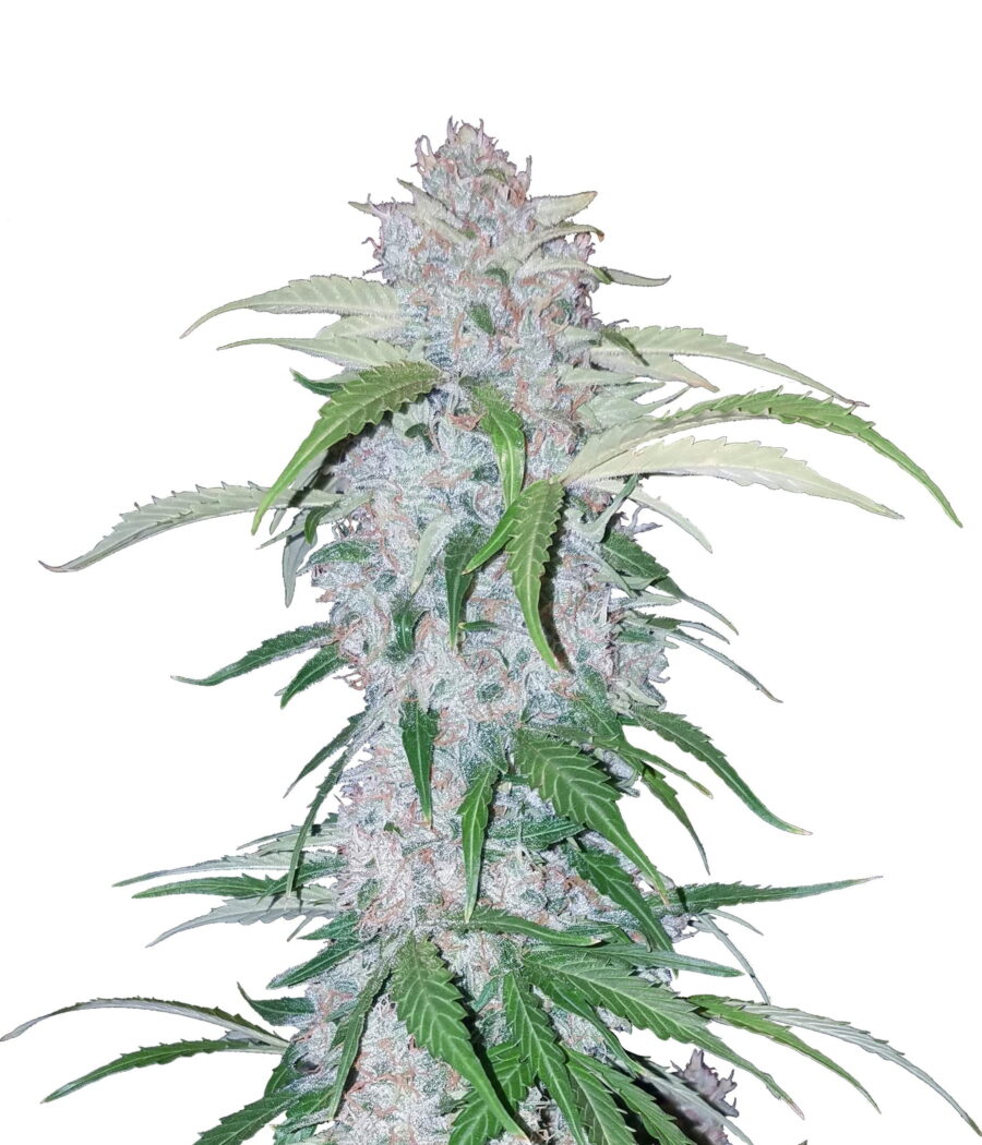 Fast Buds - Six Shooter Automatic (5 Samen Packung)