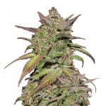 Fast Buds - Smoothie Automatic (3 Samen Packung)