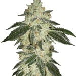 Fast Buds - Green Crack Automatic (3 Samen Packung)