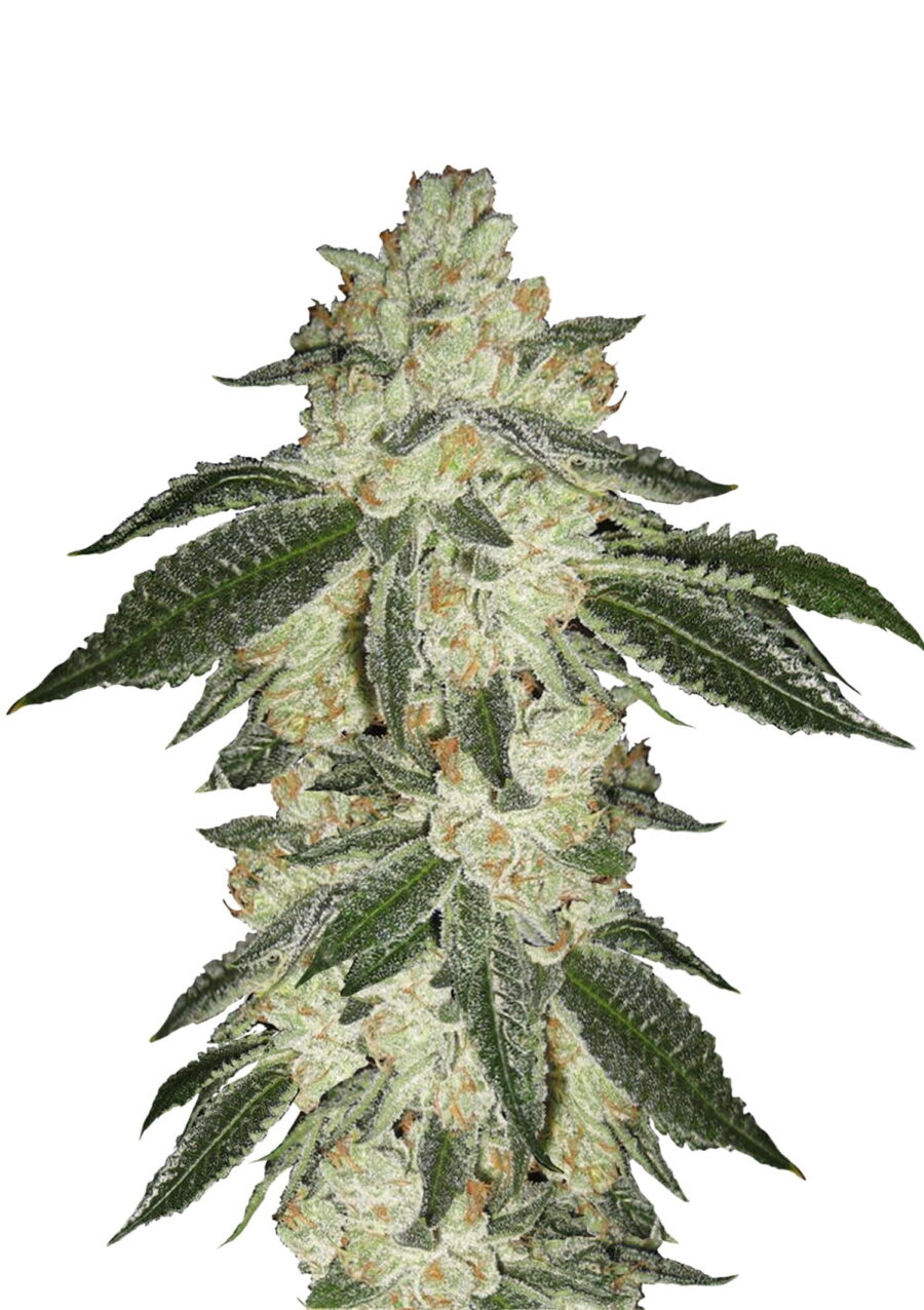 Fast Buds - Green Crack Automatic (3 Samen Packung)