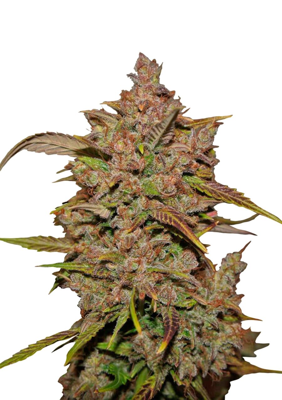 Fast Buds - Crystal Meth Automatic (5 Samen Packung)