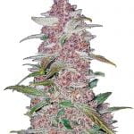 Fast Buds - Blackberry Automatic (3 Samen Packung)