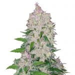 Fast Buds - Stardawg Automatic (5 Samen Packung)