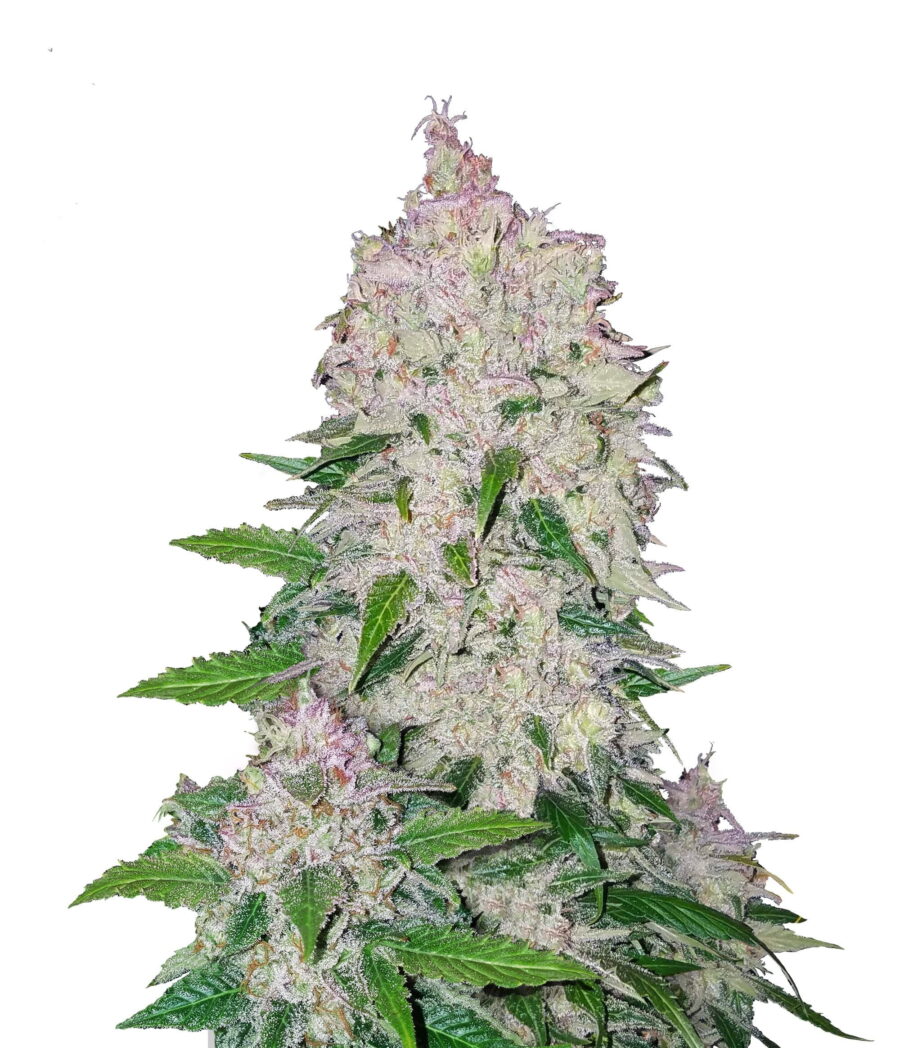 Fast Buds - Stardawg Automatic (5 Samen Packung)