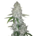 Fast Buds - Gorilla Glue Automatic seeds (3 Samen Packung)