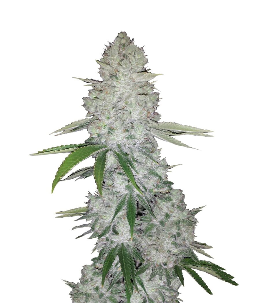 Fast Buds - Gorilla Glue Automatic seeds (5 Samen Packung)