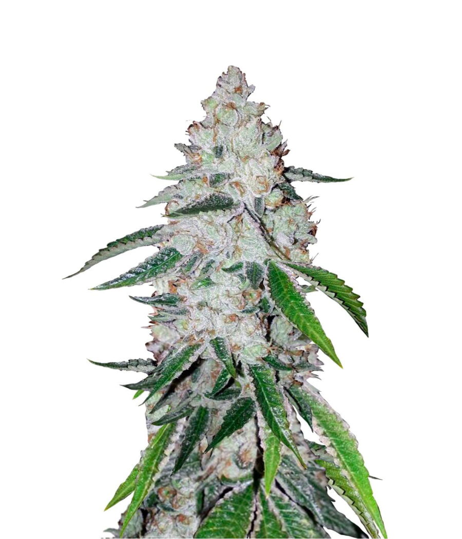 Fast Buds - West Coast OG Automatic (3 Samen Packung)