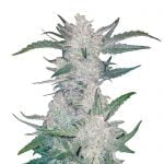 Fast Buds - Rhino Ryder Automatic (5 Samen Packung)