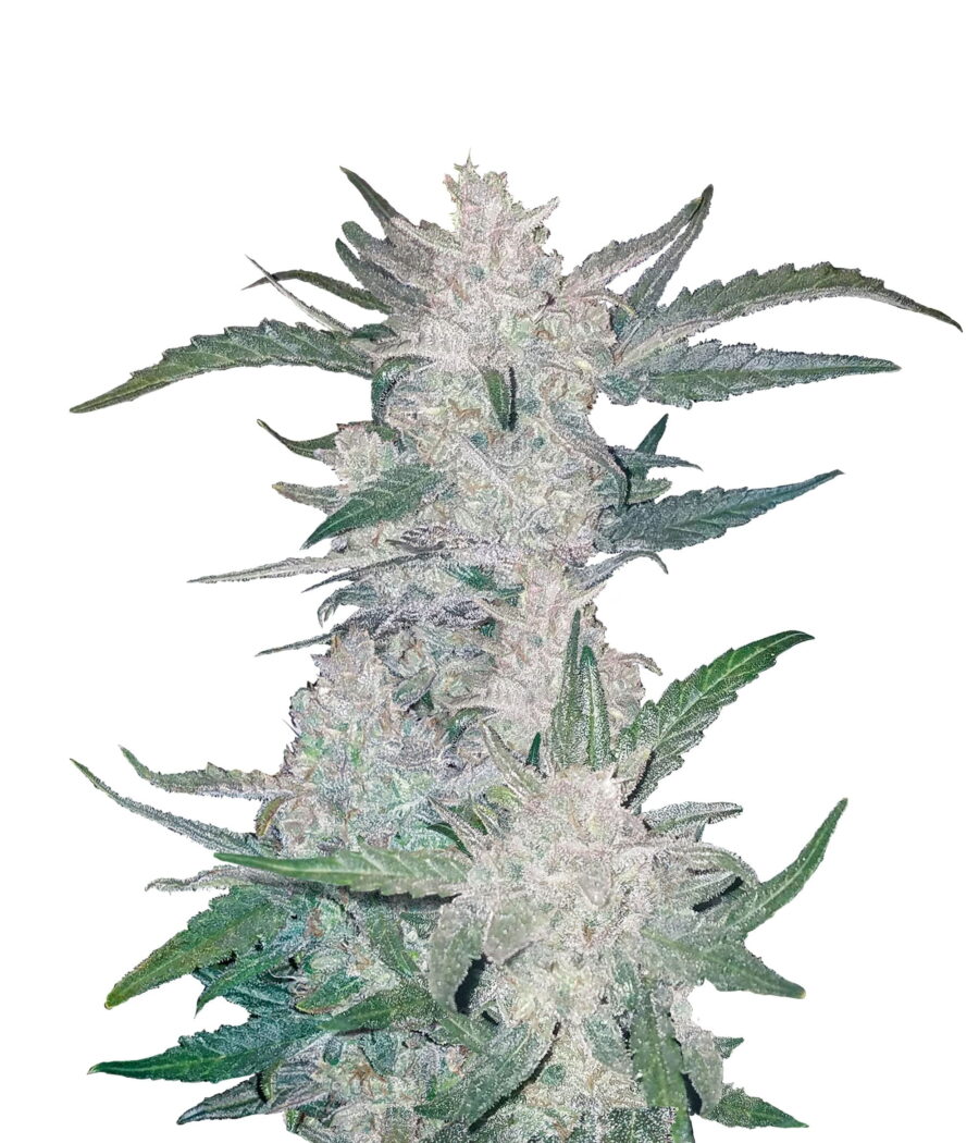 Fast Buds - Mexican Airlines Automatic (3 Samen Packung)