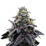 Narcos AK Automático Autoflowering (3 Samen Packung)