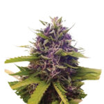 Narcos Blackbeard Feminized (5 Samen Packung)