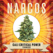 Narcos Cali Critical Power Feminized (3 Samen Packung)