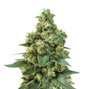 Narcos Cali Critical Power Feminized (3 Samen Packung)